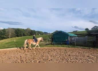 Haflinger, Wallach, 14 Jahre, 152 cm, Fuchs