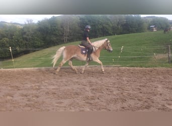 Haflinger, Wallach, 14 Jahre, 152 cm, Fuchs
