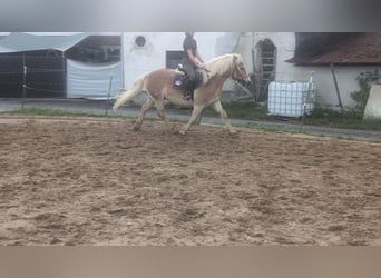 Haflinger, Wallach, 14 Jahre, 152 cm, Fuchs