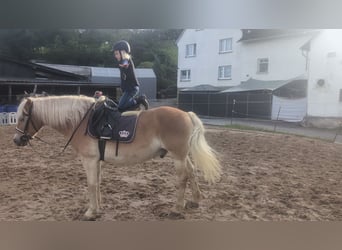 Haflinger, Wallach, 14 Jahre, 152 cm, Fuchs