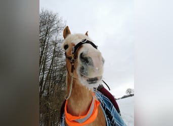 Haflinger, Wallach, 14 Jahre, 153 cm, Fuchs