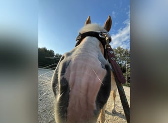 Haflinger, Wallach, 14 Jahre, 153 cm, Fuchs