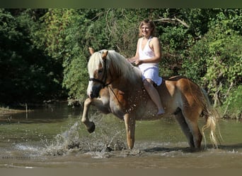 Haflinger, Wallach, 14 Jahre, 153 cm, Fuchs