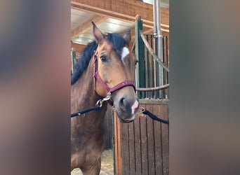 Haflinger Mix, Wallach, 14 Jahre, 154 cm, Falbe