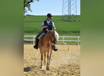 Haflinger, Wallach, 14 Jahre, 154 cm, Fuchs
