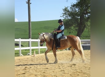 Haflinger, Wallach, 14 Jahre, 154 cm, Fuchs