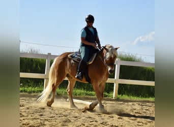 Haflinger, Wallach, 14 Jahre, 154 cm, Fuchs