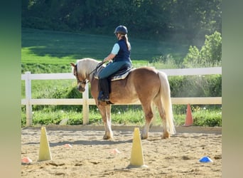 Haflinger, Wallach, 14 Jahre, 154 cm, Fuchs