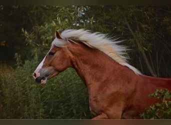 Haflinger Mix, Wallach, 14 Jahre, 154 cm, Fuchs