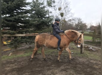 Haflinger, Wallach, 14 Jahre, 156 cm, Champagne