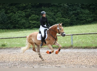 Haflinger, Wallach, 14 Jahre, 156 cm, Fuchs