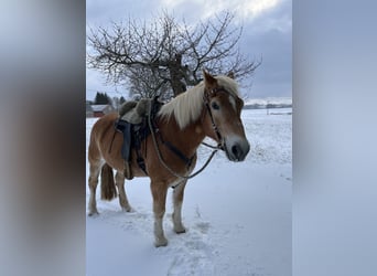 Haflinger Mix, Wallach, 14 Jahre, 165 cm, Palomino