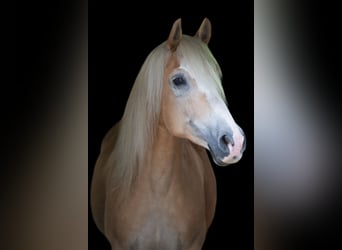 Haflinger, Wallach, 14 Jahre