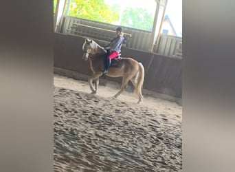 Haflinger, Wallach, 14 Jahre