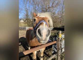 Haflinger, Wallach, 14 Jahre