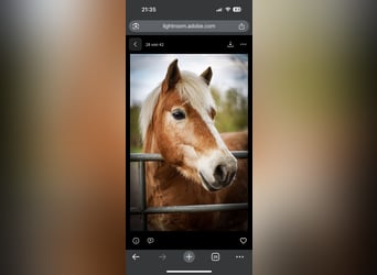 Haflinger Mix, Wallach, 15 Jahre, 136 cm, Hellbrauner