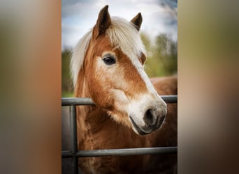 Haflinger, Wallach, 15 Jahre, 136 cm, Hellbrauner