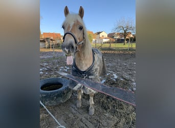 Haflinger, Wallach, 15 Jahre, 138 cm