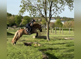 Haflinger, Wallach, 15 Jahre, 138 cm
