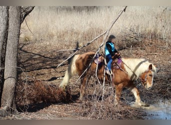 Haflinger, Wallach, 15 Jahre, 140 cm, Rotfuchs