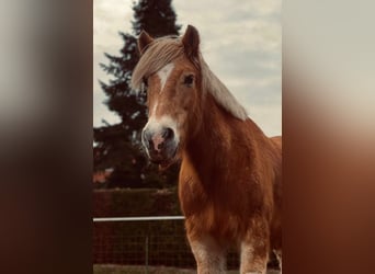Haflinger, Wallach, 15 Jahre, 142 cm, Falbe