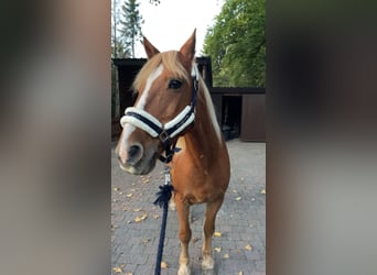 Haflinger Mix, Wallach, 15 Jahre, 143 cm