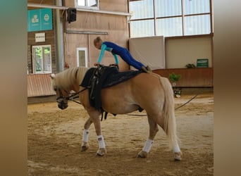 Haflinger, Wallach, 15 Jahre, 144 cm