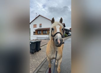Haflinger, Wallach, 15 Jahre, 145 cm, Falbe