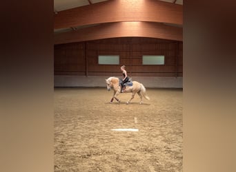 Haflinger, Wallach, 15 Jahre, 145 cm, Falbe