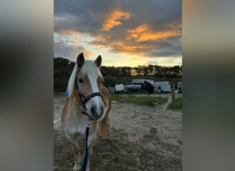 Haflinger, Wallach, 15 Jahre, 145 cm, Falbe