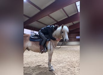 Haflinger, Wallach, 15 Jahre, 145 cm, Falbe
