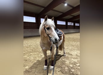 Haflinger, Wallach, 15 Jahre, 145 cm, Falbe