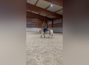 Haflinger, Wallach, 15 Jahre, 145 cm, Falbe