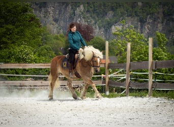 Haflinger, Wallach, 15 Jahre, 146 cm