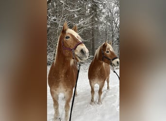 Haflinger, Wallach, 15 Jahre, 147 cm