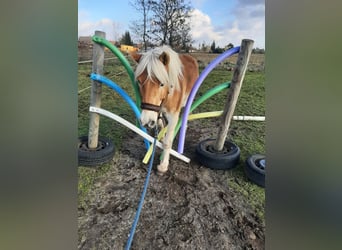 Haflinger, Wallach, 15 Jahre, 147 cm