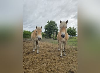 Haflinger, Wallach, 15 Jahre, 147 cm
