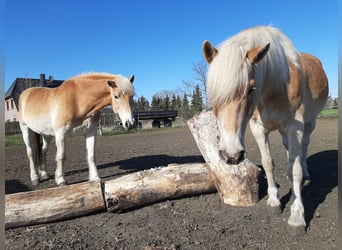 Haflinger, Wallach, 15 Jahre, 147 cm