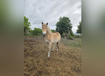 Haflinger, Wallach, 15 Jahre, 147 cm