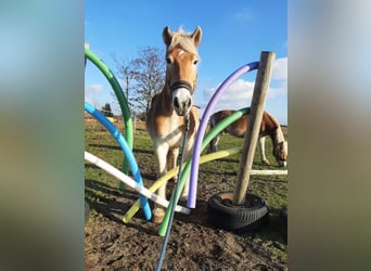 Haflinger, Wallach, 15 Jahre, 147 cm