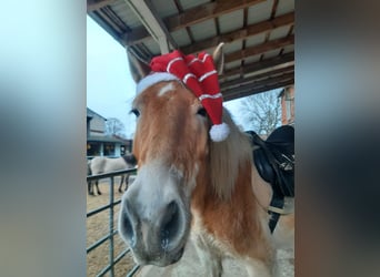 Haflinger, Wallach, 15 Jahre, 147 cm