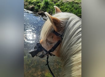 Haflinger, Wallach, 15 Jahre, 147 cm