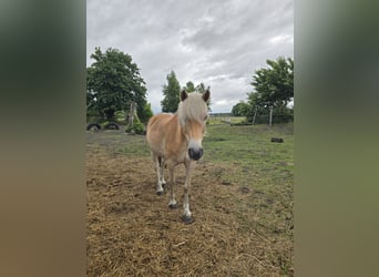 Haflinger, Wallach, 15 Jahre, 147 cm