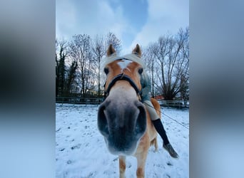 Haflinger, Wallach, 15 Jahre, 147 cm, Fuchs