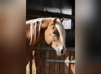 Haflinger, Wallach, 15 Jahre, 150 cm