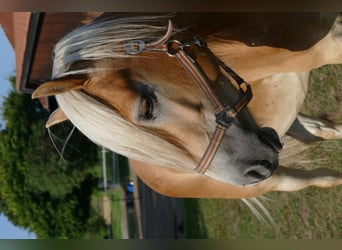 Haflinger, Wallach, 15 Jahre, 150 cm