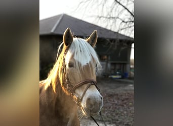 Haflinger, Wallach, 15 Jahre, 150 cm