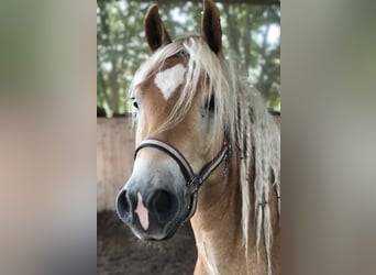 Haflinger, Wallach, 15 Jahre, 150 cm