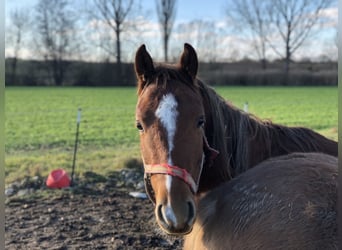 Haflinger, Wallach, 15 Jahre, 150 cm