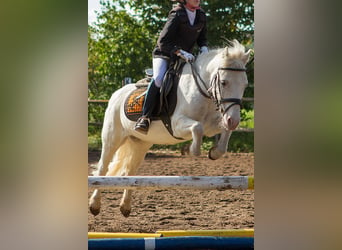 Haflinger, Wallach, 15 Jahre, 150 cm